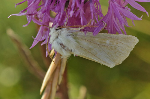 Grn Engugle, Calamia tridens. Melby Overdrev, Nordsjlland d. 8 august 2017. Fotograf; Henrik S Larsen 