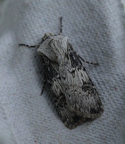 Frønnet Landmand, Agrotis puta. Lyttesholm Naturcenter, Lolland d. 28 maj 2017. Fotograf; Lars Andersen