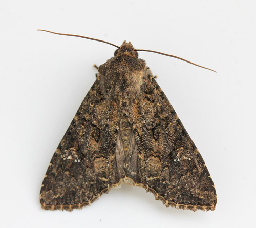 Kålugle, Mamestra brassicae. Bjerget, Lolland, Danmark d. 19 september 2017. Fotograf; Claus Grahndin