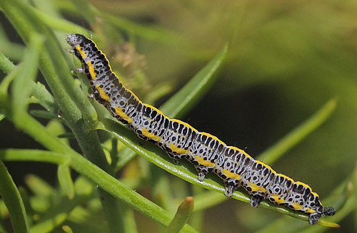 Kappeugle, Calophasia lunula larve p Almindelig Torskemund.  Belvedera, Kbenhavn d. 3 oktober 2017. Fotograf; Lars Andersen