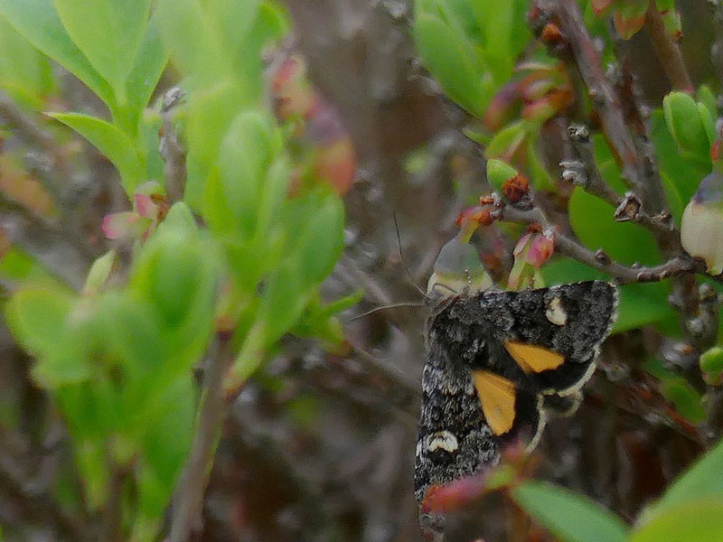 Coranarta cordigera. Nørholm Hede, Sydvestjylland d. 19 maj 2017. Fotograf; Hugo Lindhard Nissen
