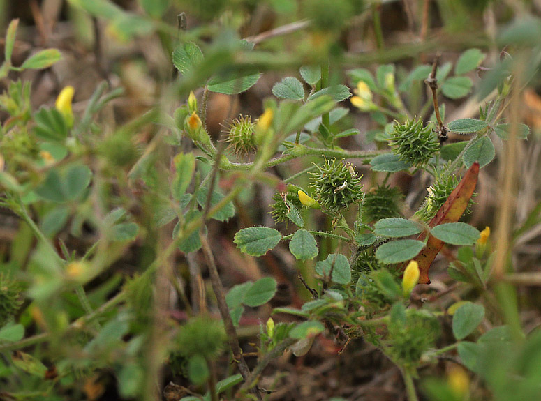 Liden Snegleblg, Medicago minima.  Rdbyhavn Baneterrn, Lolland, Danmark d. 30 august 2017. Fotograf; Lars Andersen