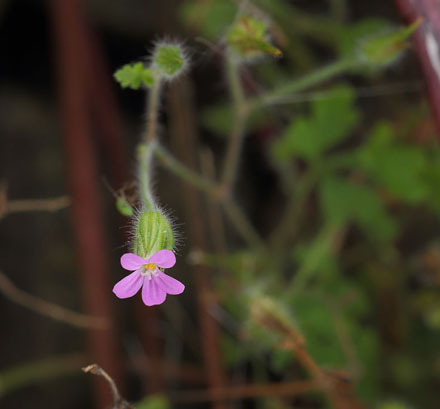 Purpur-storkenb, Geranium purpureum. Rdbyhavn Baneterrn, Lolland, Danmark d. 30 august 2017. Fotograf; Lars Andersen