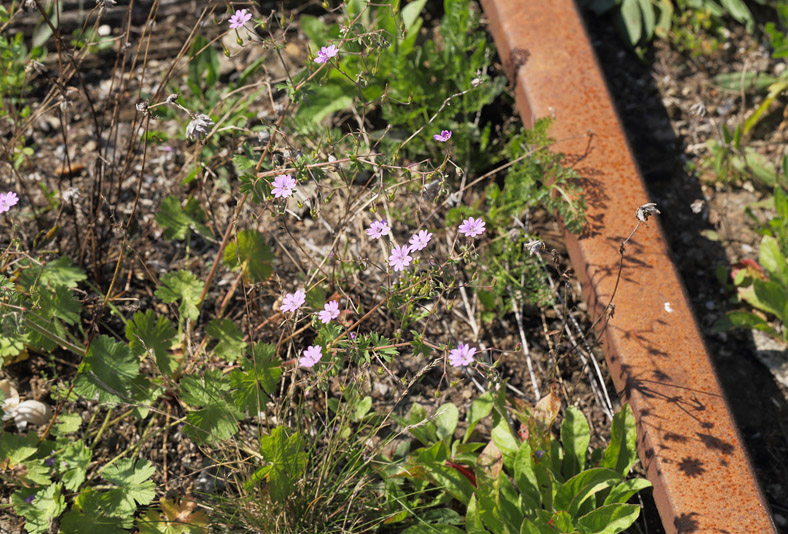 Pyrenisk storkenb, Geranium pyrenaicum. Tstrup St. Nordsjlland, Danmark d. 29 august 2017. Fotograf; Lars Andersen