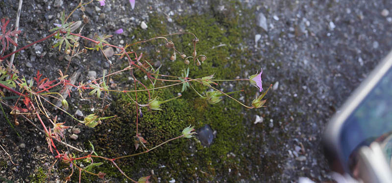 Pyrenisk storkenb, Geranium pyrenaicum. Tstrup St. Nordsjlland, Danmark d. 29 august 2017. Fotograf; Lars Andersen