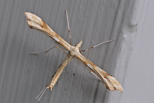 Rejnfangfjermøl, Gillmeria ochrodactyla. Sundby, Amager d. 24 july 2017. Fotograf; Lars Andersen