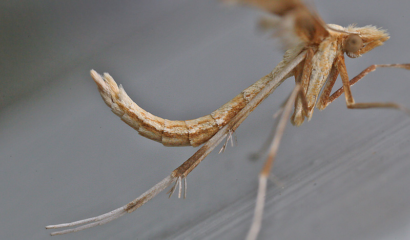 Rejnfangfjermøl, Gillmeria ochrodactyla. Sundby, Amager d. 24 july 2017. Fotograf; Lars Andersen