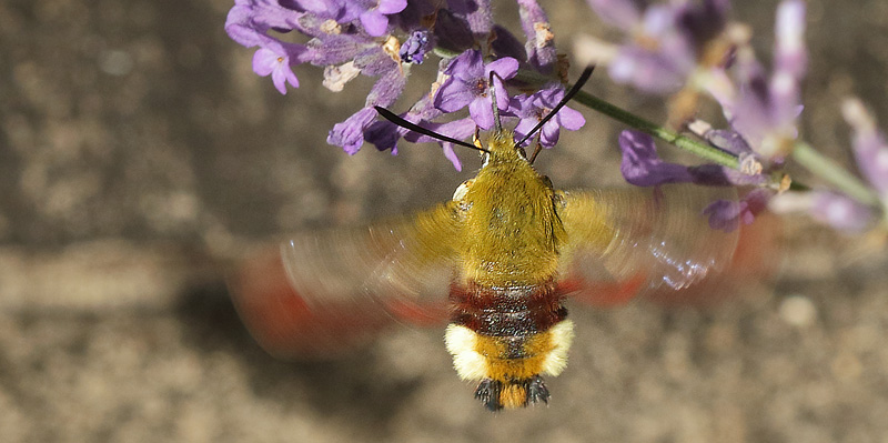 Bredrandet Humlebisværmer, Hemaris fuciformis. Arrenakke, Nordsjælland d. 19 juli 2017. Fotograf; Henrik S. Larsen