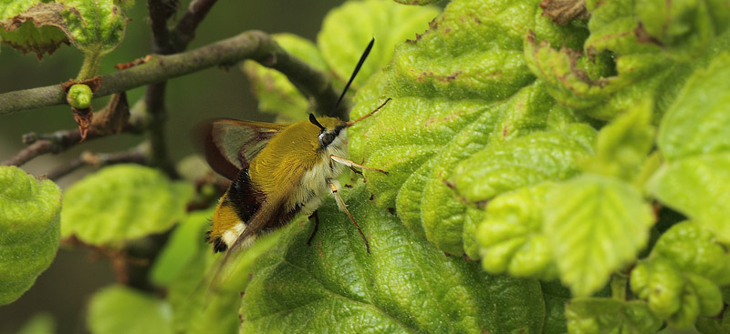 Bredrandet Humlebisværmer, Hemaris fuciformis. Bøtø Dige/Plantage, Falster d. 28 maj 2017. Fotograf; Lars Andersen