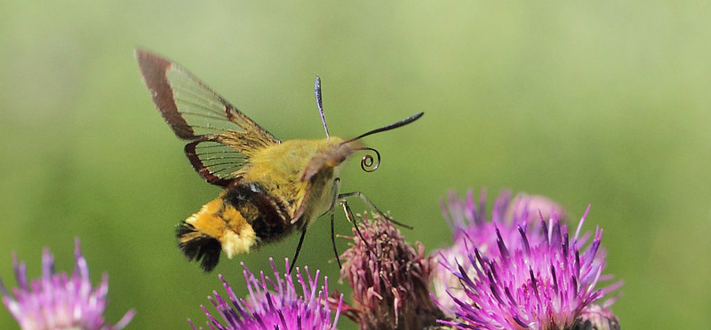 Bredrandet Humlebisværmer, Hemaris fuciformis. Store Bøgeskov v. Gyrstinge Sø, Sjælland d. 5 juni 2017. Fotograf; Lars Andersen