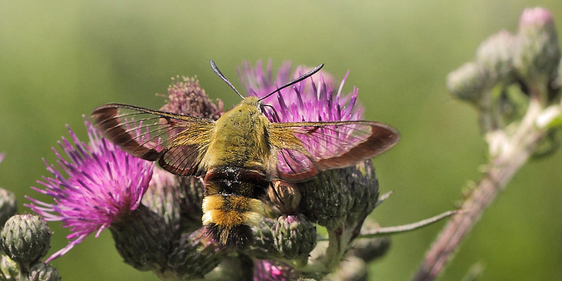 Bredrandet Humlebisværmer, Hemaris fuciformis. Store Bøgeskov v. Gyrstinge Sø, Sjælland d. 5 juni 2017. Fotograf; Lars Andersen