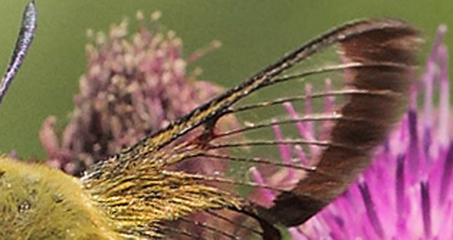 Bredrandet Humlebisvrmer, Hemaris fuciformis. Store Bgeskov v. Gyrstinge S, Sjlland d. 5 juni 2017. Fotograf;  Lars Andersen