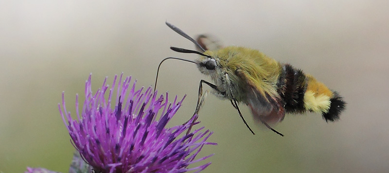 Bredrandet Humlebisværmer, Hemaris fuciformis. Store Bøgeskov v. Gyrstinge Sø, Sjælland d. 5 juni 2017. Fotograf; Lars Andersen