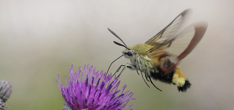 Bredrandet Humlebisværmer, Hemaris fuciformis. Store Bøgeskov v. Gyrstinge Sø, Sjælland d. 5 juni 2017. Fotograf; Lars Andersen