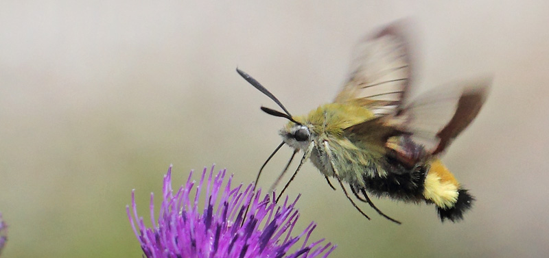 Bredrandet Humlebisvrmer, Hemaris fuciformis. Store Bgeskov v. Gyrstinge S, Sjlland d. 5 juni 2017. Fotograf;  Lars Andersen