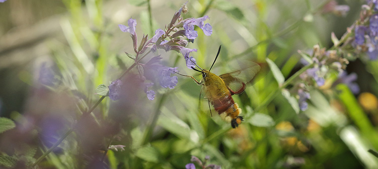 Bredrandet Humlebisværmer, Hemaris fuciformis. Arrenakke, Nordsjælland d. 19 juli 2017. Fotograf; Henrik S. Larsen