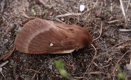 Kløverspinder, Lasiocampa trifolii han. Melby Overdrev, Nordsjælland d. 29 juli 2009. Fotograf; Henrik Stig Larsen