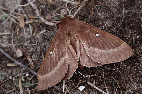 Kløverspinder, Lasiocampa trifolii han. Melby Overdrev, Nordsjælland d. 29 juli 2009. Fotograf; Henrik Stig Larsen