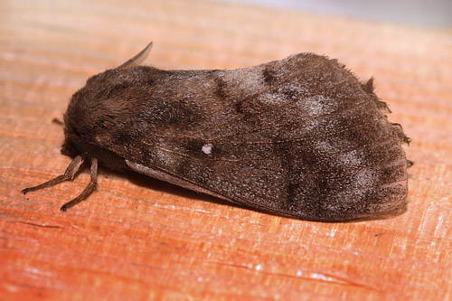 Fyrrespinder, Dendrolimus pini. Arrenakke d. 20 juli 2014. Fotograf; Henrik S. Larsen