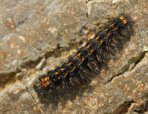 Askegr Lavspinder, Eilema griseola larve. Lyttesholm Naturcenter, Lyttesholm, Lolland d. 31 maj 2017. Fotograf; Lars Andersen