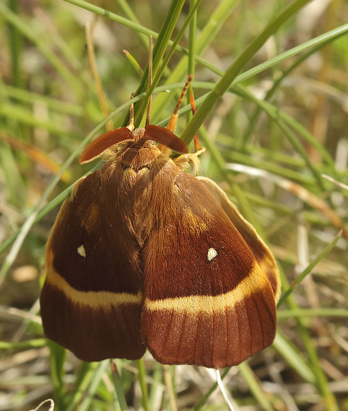 Egespinder, Lasiocampa quercus han. Melby Overdrev, Nordsjælland d. 9 juli 2017. Fotograf; Henrik Stig Larsen