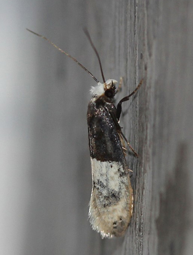 Tapetml, Trichophaga tapetzella. Bjerget, Lolland d. 2 august 2017. Fotograf; Claus Grahndin