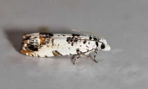 Brandbgerfrvikler, Eucosma campoliliana. Bjerget, Lolland d. 19 juni 2017. Fotograf; Claus Grahndin