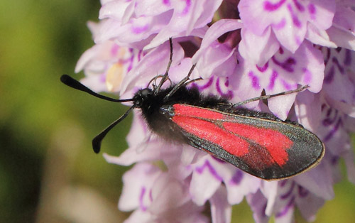 Timiankllesvrmer, Zygaena purpuralis. Hvblege d. 28 juni - 2017. Fotograf: Lars Andersen