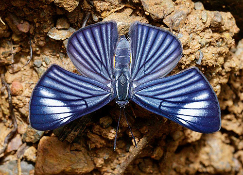 White-rayed Metalmark, Brachyglenis esthema (C. Felder & R. Felder, 1862). Incahuara, Caranavi, Bolivia november 11, 2017. Photographer; Hiroaki Takenouchi