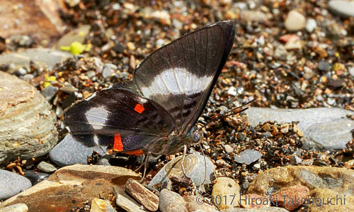 Red-spotted Metalmark, Cyrenia martia androgyne (Stichel, 1910).  Vagantes, Coroico, Yungas, Bolivia  november 13, 2017. Photographer; Hiroaki Takenouchi