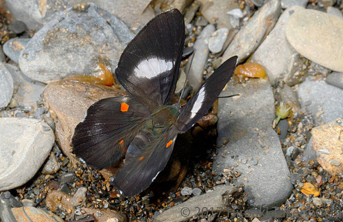 Red-spotted Metalmark, Cyrenia martia androgyne (Stichel, 1910).  Vagantes, Coroico, Yungas, Bolivia  november 13, 2017. Photographer; Hiroaki Takenouchi