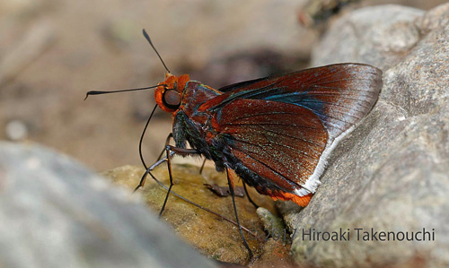 Maybe a Thrasea Skipper, Thracides thrasea (Hewitson, 1866). Caranavi, Yungas, Bolivia november 10, 2017. Photographer; Hiroaki Takenouchi