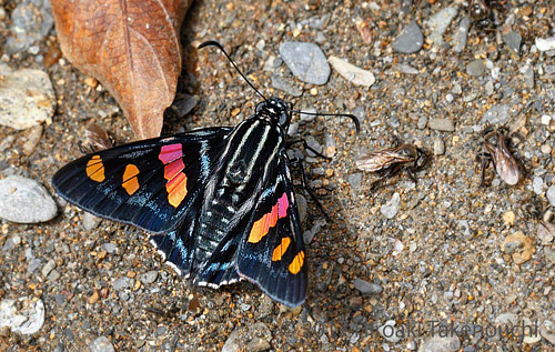 Versicolor Skipper, Mimoniades versicolor eupheme (Godman & Salvin, 1879). Vagantes, Coroico, Yungas, Bolivia  november 13, 2017. Photographer; Hiroaki Takenouchi