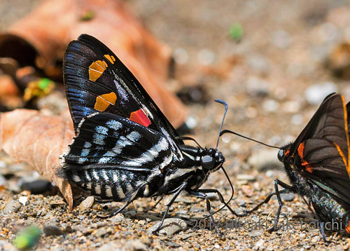 Versicolor Skipper, Mimoniades versicolor eupheme (Godman & Salvin, 1879). Vagantes, Coroico, Yungas, Bolivia  november 13, 2017. Photographer; Hiroaki Takenouchi