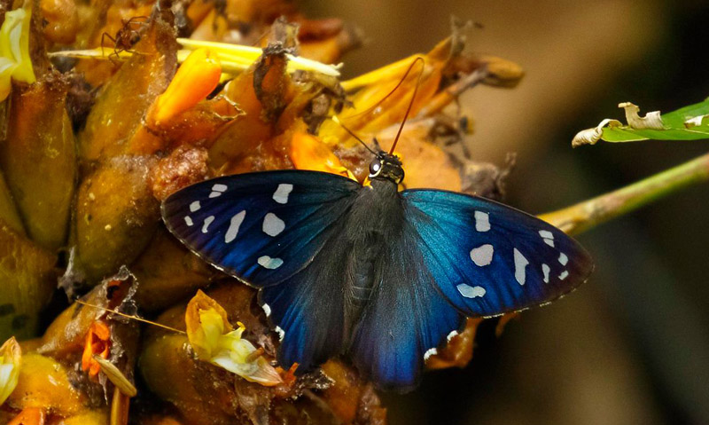 Magnificent Skipper, Phareas coeleste (Westwood, 1852). Caranavi, Yungas, Bolivia november 10, 2017. Photographer; Hiroaki Takenouchi