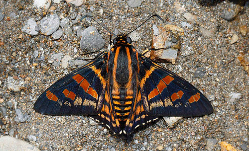 Sela Skipper, Mimardaris sela periphema (Hewitson, 1875).  Vagantes, Coroico, Yungas, Bolivia  november 13, 2017. Photographer; Hiroaki Takenouchi