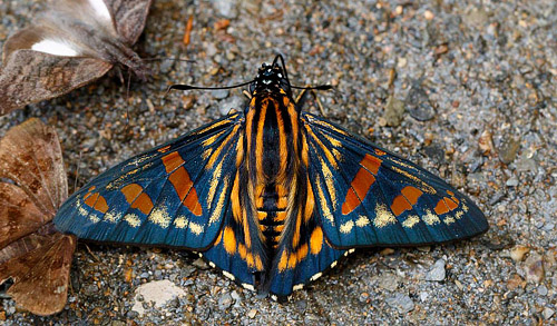 Phocides yokhara charonotis (Hewitson, 1874). Vagantes, Coroico, Yungas, Bolivia  november 13, 2017. Photographer; Hiroaki Takenouchi