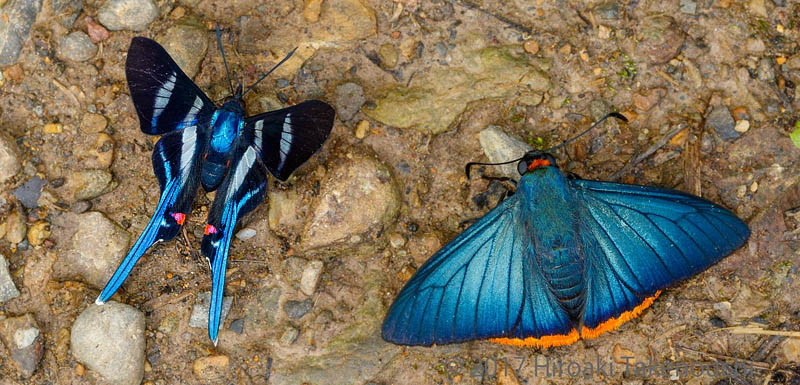 Sword-tailed Doctor, Rhetus arcius (Linnaeus, 1763) & Zereda Skipper, Chalypyge zereda rufinucha (Godman & Salvin, 1879). Caranavi, Yungas, Bolivia  november 5, 2017. Photographer; Hiroaki Takenouchi