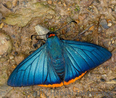 Sword-tailed Doctor, Rhetus arcius (Linnaeus, 1763) & Zereda Skipper, Chalypyge zereda rufinucha (Godman & Salvin, 1879). Caranavi, Yungas, Bolivia november 5, 2017. Photographer; Hiroaki Takenouchi