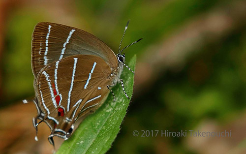 Balintus tityrus (C. Felder & R. Felder, 1865). Sol y Luna hotel, Coroico, Yungas, Bolivia november 2, 2017. Photographer; Hiroaki Takenouchi