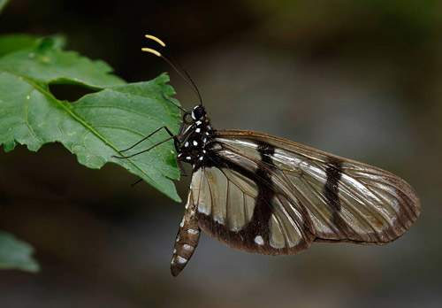 Patia orise denigrata (Rosenberg & Talbot, 1914) female. Taipiplaya, Caranavi, Yungas, Bolivia  november 9, 2017. Photographer; Hiroaki Takenouchi