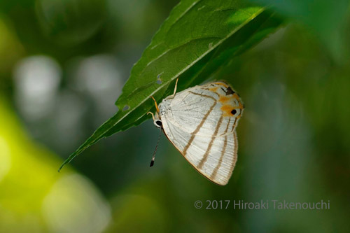 Striped Euselasia, Euselasia corduena (Hewitson, 1853).  Vagantes, Coroico, Yungas, Bolivia  november 13, 2017. Photographer; Hiroaki Takenouchi