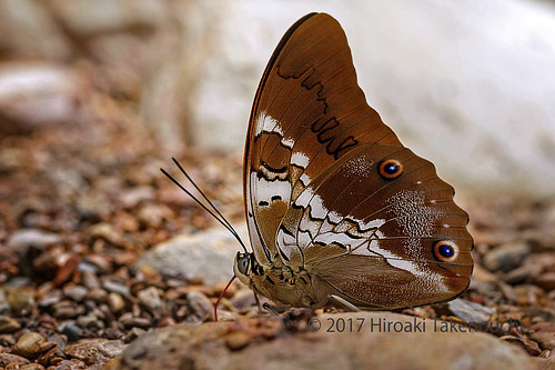 Prepona deiphile xenagoras (Hewitson, 1875) male. Caranavi, Yungas, Bolivia  november 11, 2017. Photographer; Hiroaki Takenouchi