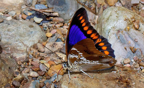 Prepona deiphile xenagoras (Hewitson, 1875) male. Caranavi, Yungas, Bolivia  november 11, 2017. Photographer; Hiroaki Takenouchi