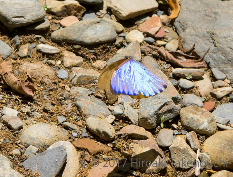 Aurora Morpho, Morpho aurora (Westwood, 1851)., Carretera de la Muerte, Yungas, Bolivia  november 2, 2017. Photographer; Hiroaki Takenouchi