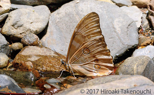 Aurora Morpho, Morpho aurora (Westwood, 1851)., Carretera de la Muerte, Yungas, Bolivia  november 2, 2017. Photographer; Hiroaki Takenouchi