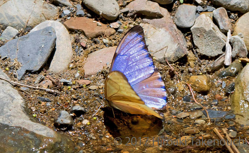 Aurora Morpho, Morpho aurora (Westwood, 1851)., Carretera de la Muerte, Yungas, Bolivia  november 2, 2017. Photographer; Hiroaki Takenouchi