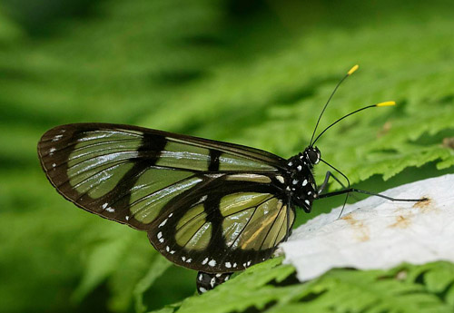 Methona confusa (Butler, 1873) male. Taipiplaya, Caranavi, Yungas, Bolivia  november 10, 2017. Photographer; Hiroaki Takenouchi