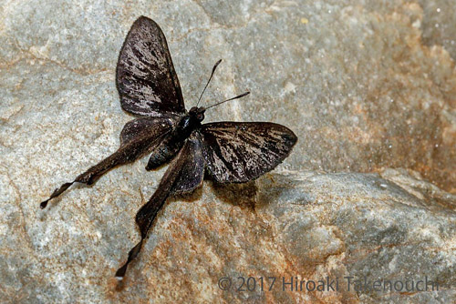 White-tipped Tailwing, Syrmatia aethiops (Staudinger, 1888). Vagantes, Coroico, Yungas, Bolivia november 4, 2017. Photographer; Hiroaki Takenouchi