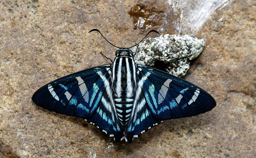 Gnatus Skipper, Jemadia gnetus (Fabricius, 1781). Vagantes, Coroico, Yungas, Bolivia  november 4, 2017. Photographer; Hiroaki Takenouchi